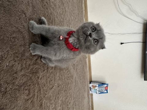Son kalan scottish fold yavrumuz yeni yuvasını bekliyor