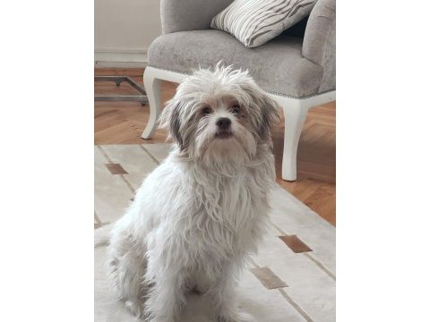 Ücretsiz sahiplendirme maltese terrier