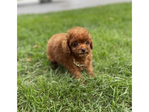 17 cm garantili teddy surat kore erkek yavru