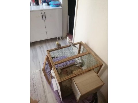 Kuşlar full evcil konuşuyor erkek olan isteyene vidyo atarım