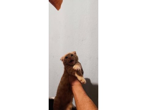 Scottish fold erkek yavrular çok sevimli ve oyuncu