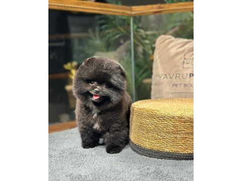 Nadir renk, oyuncu yavru pomeranian