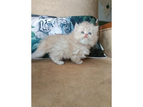 British longhair golden erkekler