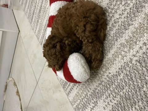 Toy poodle çok akıllı bir kuzucuk
