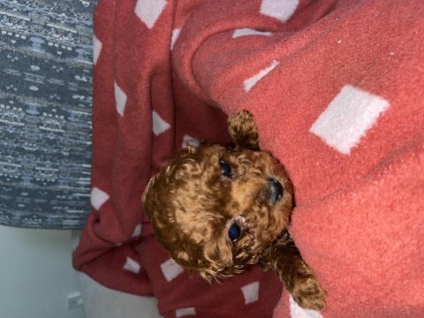 Oyuncak boy saf kore toy poodle bebeklerimiz