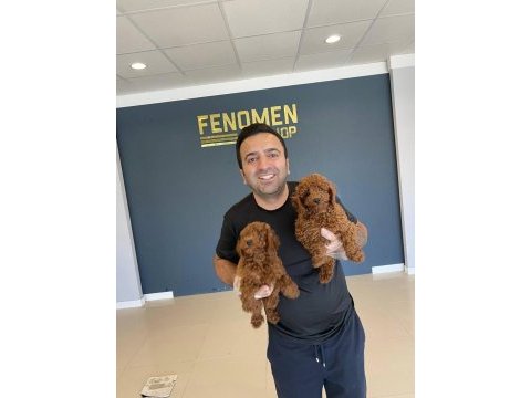 Morkie yavrularımız mağazamızda canlı görün ankara