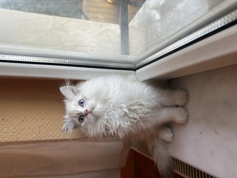Safkan bebek british longhair