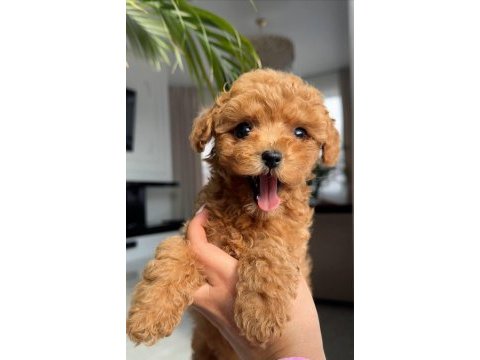 Toy poodle bebeklerimiz