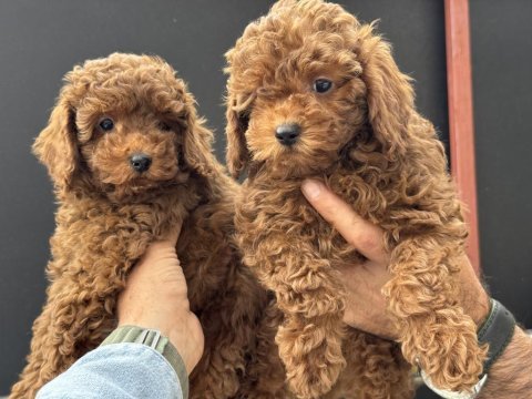 Petmode köpek çiftliğinden toy poodle yavrularımız