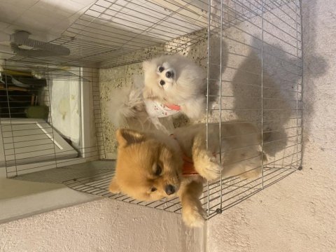 Pomeranian 1 yaşında sağlıklı paşam