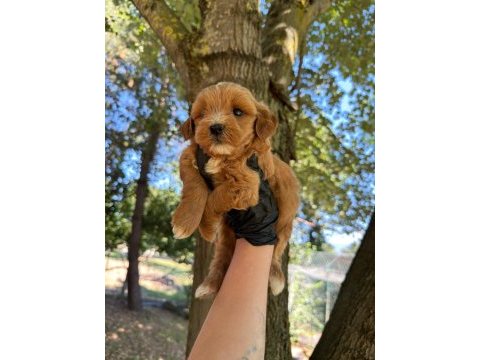 Maltipoo bebekler 