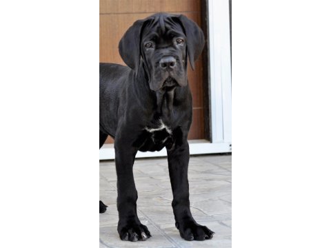 Şecere belgeli ırk ve sağlık garantili cane corso yavrular