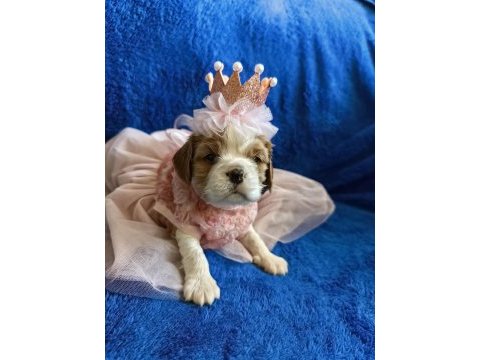 Prenses ve prens safkan cavalier king charles yavrular
