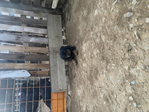 Son dişi yavru rottweiler