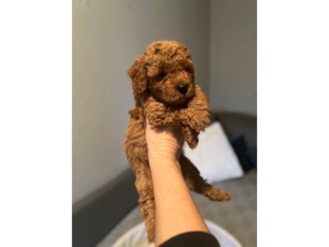 Toy poodle veteriner kontrolünde büyüyen yavrularımız