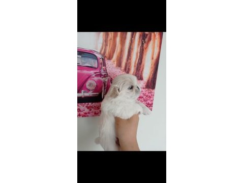 Imperyal pekinez köpeği