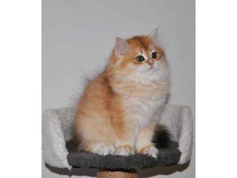 3 aylık golden british longhair ny12 yavru