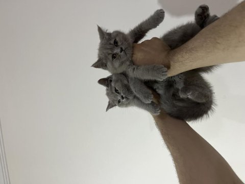 Lilac fawn british shorthair bebekler