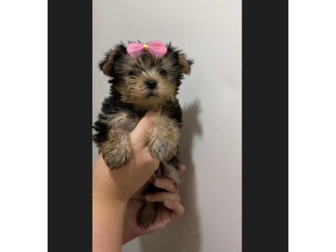 Teacup yorkshire terrier yavrular