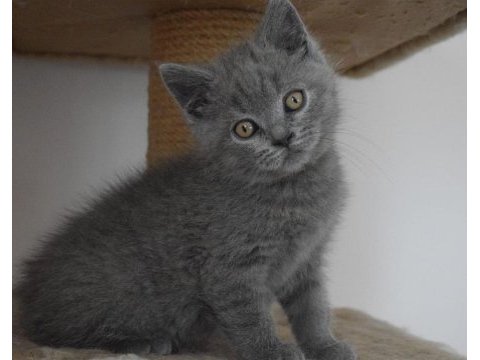 Scottish fold & straight yavru sahiplendirme