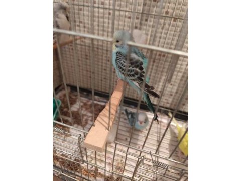 Yavru muhabbet kuşu