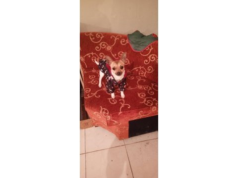 Chihuahua sahiplendirme