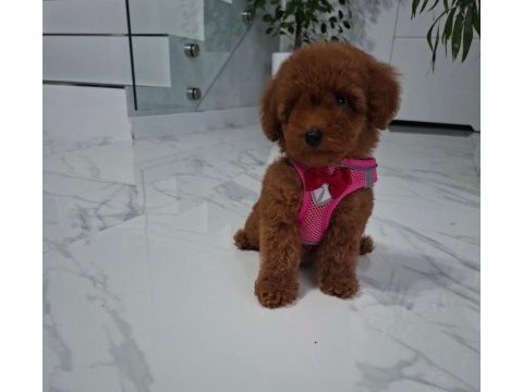 Mükemmel kalitedeki toy poodle yavrularımız