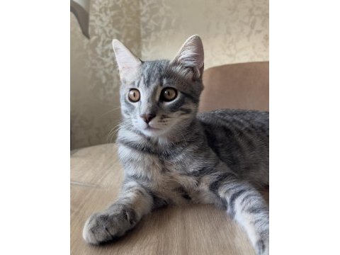 6 aylık tekir kedimiz gojo ya kalıcı yuva arıyoruz