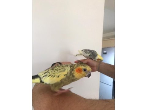 Sultan papağanı çapkın ve limonla ayrılma vakti geldi