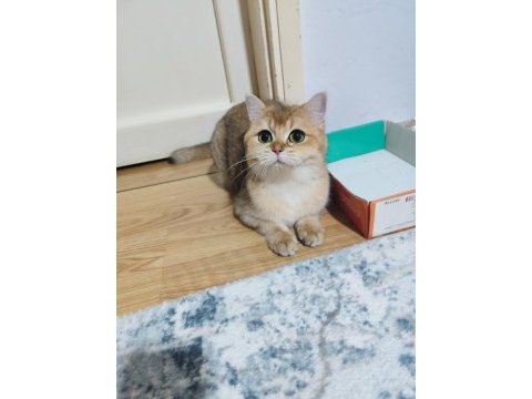 Golden ny12 dişi 2 yaş british shorthair