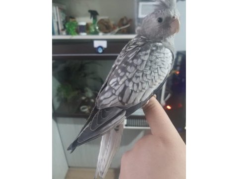 5 aylık wifi erkek sultan papağanı