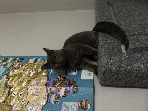 Sevecan akıllı çocuk british shorthair
