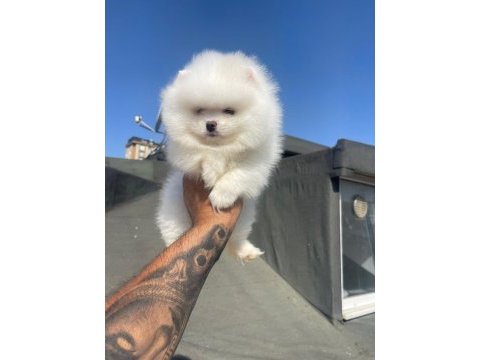 Safkan ırk ve sağlık garantili pomeranian boo