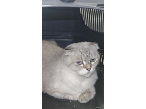 British longhair kedisi
