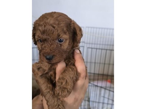 Toy poodle bebekler