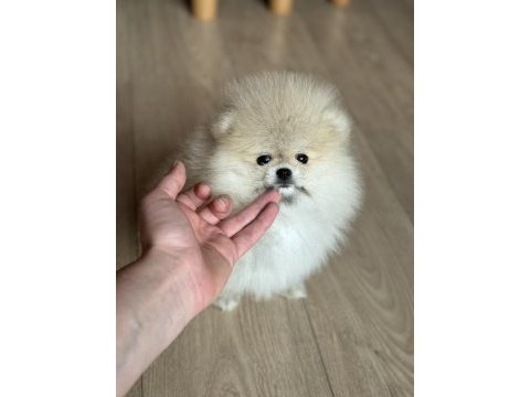 Dişi pomeranian boo teddy face