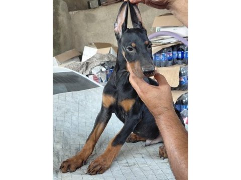 Safkan premium doberman mi yavruları