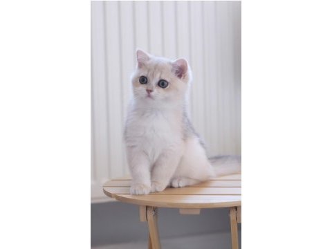 Safkan british shorthair ay12 dişi