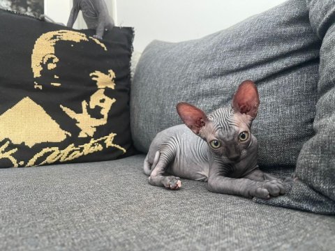 Sphynx sfenks tüysüz dişi erkek yavruları