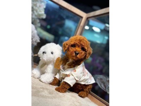 Sevimli poodle yavrular