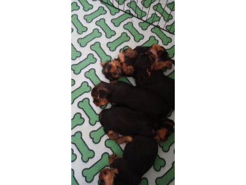 Yorkshire terrier yavrularımıza yuva arıyoruz