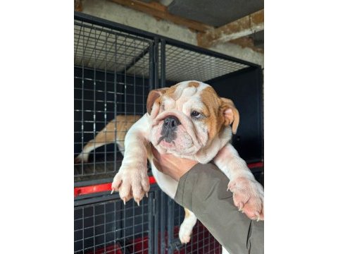 Üst düzey bulldog dişi yavrular