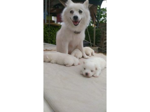 36 günlük spitz pomeranian yavruları