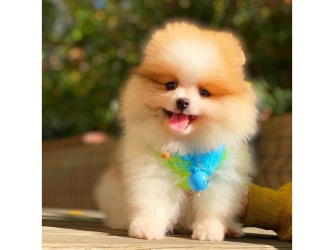 Pomeranian bebekler (teddy bear spitz)