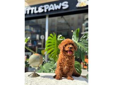 Sağlık ve ırk garantili toy poodle