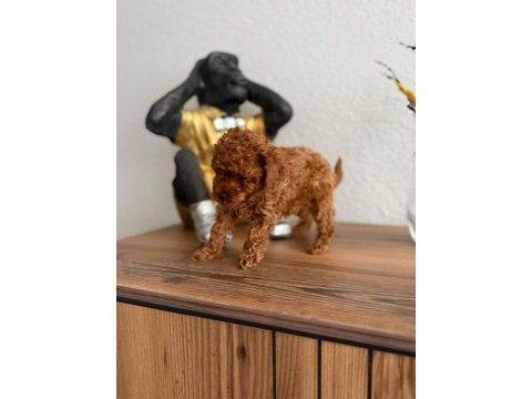 Toy poodle köpeğimiz
