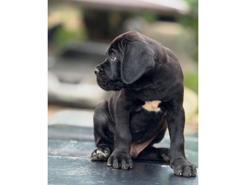 Orjinal safkan garantili dev cane corso yavruları