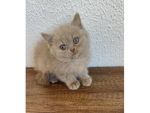 Yavruların en sevimlisi fawn british shorthair