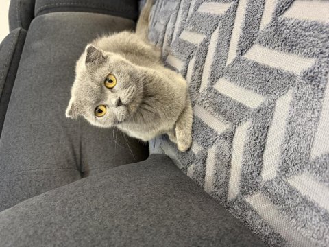 Bir buçuk yaşında dişi kedimiz sakin sevecen uyumlu