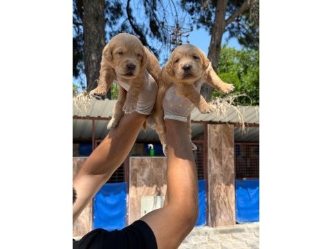 Golden retriever yavrularımız